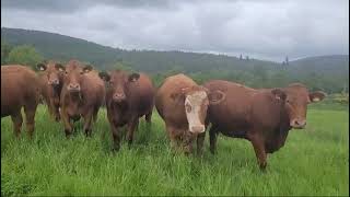 6 BULLING HEIFERS  BALLOGIE ESTATES  ABOYNE [upl. by Efrem]