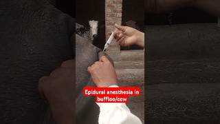 Epidural anesthesia in buffloosacrococcygeal nerve blockRegional analgesia buffalo dairyfarming [upl. by Lothair810]