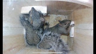 Eastern gray squirrel nest box [upl. by Florenza]