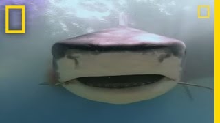 Dugongs vs Tiger Sharks  National Geographic [upl. by Nitniuq811]