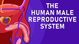 The Journey of Sperm How the Male Reproductive System Works [upl. by Katrinka]