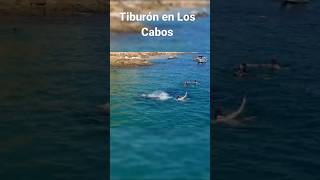 Tiburón vs Turista en Los Cabos turismo viajes shark sea turismomexicano [upl. by Reffinej]