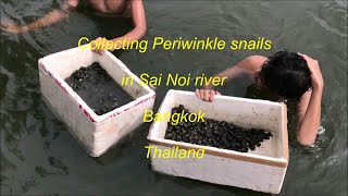 Collecting Periwinkle snails at Sai Noi River in Bangkok Thailand [upl. by Ahsemak165]