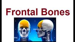 The Frontal Bone  A Protective Shield  2024 [upl. by Aihsik291]