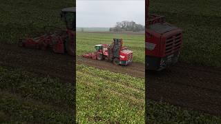 GRIMME REXOR 6200 PLATINUM am Rüben roden  DEHR AGRARSERVICE [upl. by Cleres]