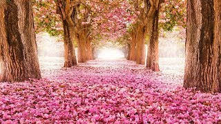 Top 40 Prettiest Flowers Wallpapers Flower Delivery Beautiful Flowers Destop Wallpapers 2018 [upl. by Aibsel311]