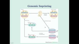 Imprinting and Uniparental Disomy  CRASH Medical Review Series [upl. by Lesde748]