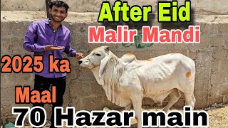 Malir Mandi Eid Ka baad Ka Pehla Bazaar  2025 Ka Palnay Wala Maal Agya Karachi Cattle cow mandi [upl. by Helve493]