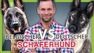 Deutscher vs Belgischer Schäferhund  Wer gewinnt das DUELL [upl. by Brinkema]