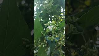 অগ্রহায়ণেও ফুটেছে শিউলি ফুলNyctanthes arbortristis flowers lateautumn nature love beautiful [upl. by Ultan]