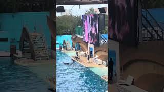 More of the killer whale show [upl. by Zoltai90]