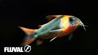 Corydoras  Species Overview and Care Tips [upl. by Susy]