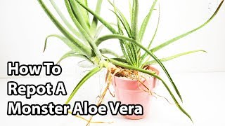 How To Repot And Divide Aloe Vera Plants  Repotting Tips [upl. by Alael]