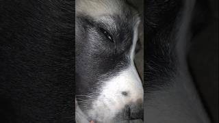 Snoring💤🐶💤🐶💤🐶💤 dog [upl. by Neelyk]