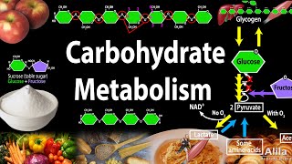 Carbohydrate Structure and Metabolism an Overview Animation [upl. by Melvina]