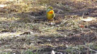 TZ40 Leiothrix lutea 相思鳥 4times Slow Motion Video [upl. by Ahserkal]