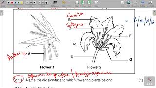 GRADE 11 TERM 4 PAPER 2 2022 REVISION MEMO AND SCOPE [upl. by Vadnee446]