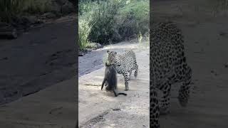 Baboons chase down a leopard that caught their friend 😮 [upl. by Candide769]