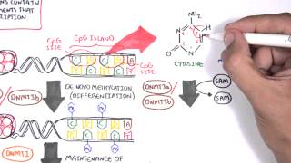 DNA Methylation and Cancer  Garvan Institute [upl. by Teuton]