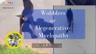 Wobblers Syndrome or Degenerative Myelopathy in Dogs Ataxia Symptoms and Treatment [upl. by Nwahc120]