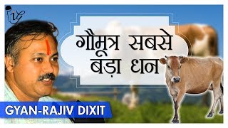 गौमूत्र सबसे बड़ा धन  Benefits Of Cow urine Gaumutra Explained by Rajiv Dixit [upl. by Noscire]