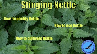 Stinging Nettle  How to identify use and cultivate Nettle [upl. by Hemingway]