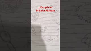 Life cycle of Malaria Parasite  class12 important topic BOARDS 2025 [upl. by Henriques]