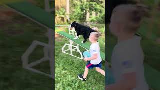 Little Heroes teaches Australian Shepherd how to do dog agility training [upl. by Garbers620]