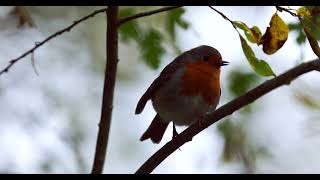 Sevenoaks Nature Reserve [upl. by Ydoc425]