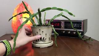 Rhipsalis Paradoxa I Could Really Use Some Advice  House Plant Care  March 2018 Update [upl. by Ibbie401]