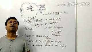 GAMETOPHYTE PROTHALLUS FERNSlide11Part3BIOLOGY GURU MV SIRNEETBOARDS [upl. by Sinclair159]