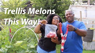 This is the BEST WAY to trellis your watermelons  Must Try [upl. by Bartle]