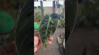 philodendron melanochrysum عقلة انتاج محمية صديق البيئة [upl. by Tilla522]