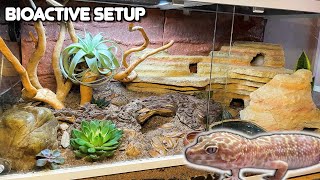 Our Best Leopard Gecko Bioactive Setup and How We Set it Up  Joshs Frogs Plants [upl. by Yemane]