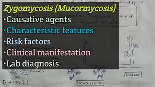 Zygomycosis Mucormycosis  Agents  Risk factors  Clinical manifestation  Lab diagnosis [upl. by Volny]