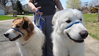 HALTI GENTLE LEADER VS SAFECALM DOG TRAINING COLLAR  Dog Whisperer BIG CHUCK MCBRIDE [upl. by Mehitable]