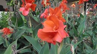 CAÑA DE INDIAS roja Canna indica wwwriomoroscom [upl. by Burget160]