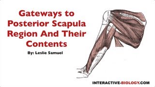 093 Gateways To The Posterior Scapular Regions and Their Contents [upl. by Michiko]