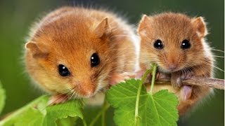 Dormice in danger [upl. by Aigil]