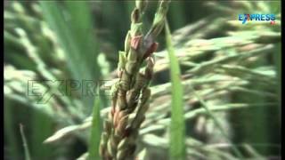 control of Panicle Mite in Rice fields [upl. by Modie]