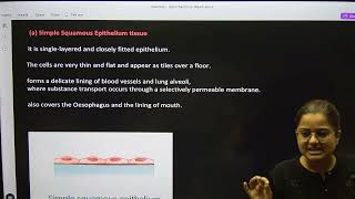 simple squamous epithelial tissue [upl. by Marta]