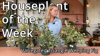 Variegated Triangle Weeping Fig  Houseplant of the Week [upl. by Nosahc]