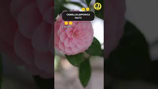 Camellia japonica facts shorts facts flower [upl. by Eidson]