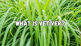 WHAT IS VETIVER [upl. by Sunny367]