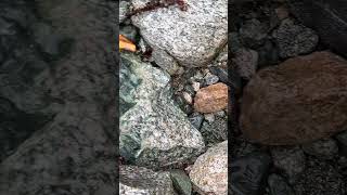 unakite greengranite granite volcano stone asmr rockhunting rockhounding rock prospecting [upl. by Phelan448]