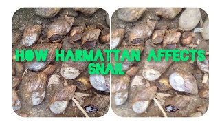 HOW HARMATTAN AFFECTS SNAIL FARMING IN NIGERIA [upl. by Bernadene858]