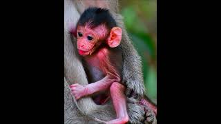 Comely baby monkey playing babymonky [upl. by Sayer]