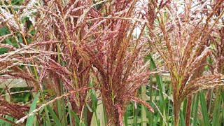 Miscanthus sinensis Malepartus [upl. by Bratton979]