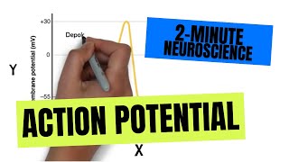 2Minute Neuroscience Action Potential [upl. by Hewes]