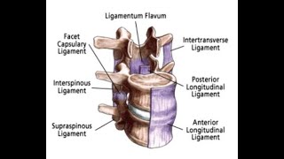 Two Minutes of Anatomy Posterior Longitudinal Ligament [upl. by Deehsar]